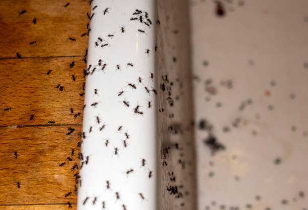 Best Pest Removal Services  in Mulberry, OH