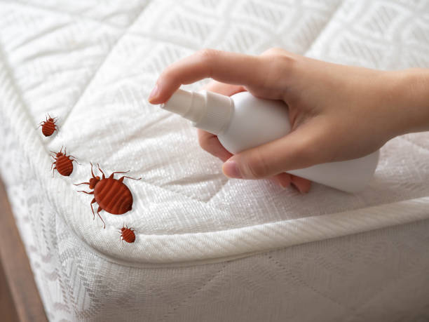 Best Spider Control Near Me  in Mulberry, OH