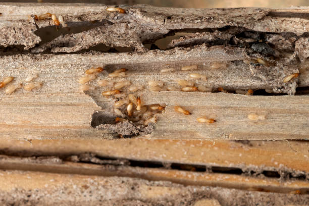 Best Affordable Pest Control Services  in Mulberry, OH